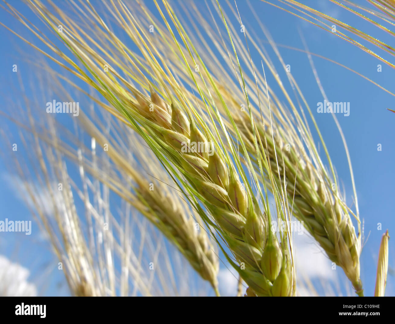 Sanarak Rye Rye farming hi-res stock photography and images - Alamy