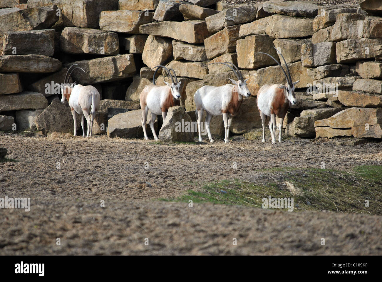 small herd of oryx at dublin zoo ireland Stock Photo