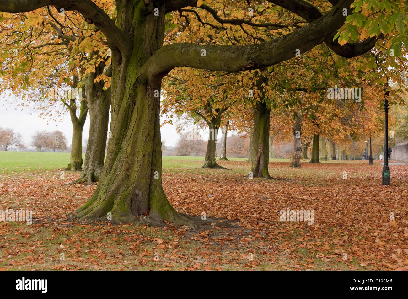 Tree avenue in scenic public landscaped parkland (colourful autumn foliage canopy & carpet of fallen leaves) - The Stray, Harrogate, England, GB, UK. Stock Photo