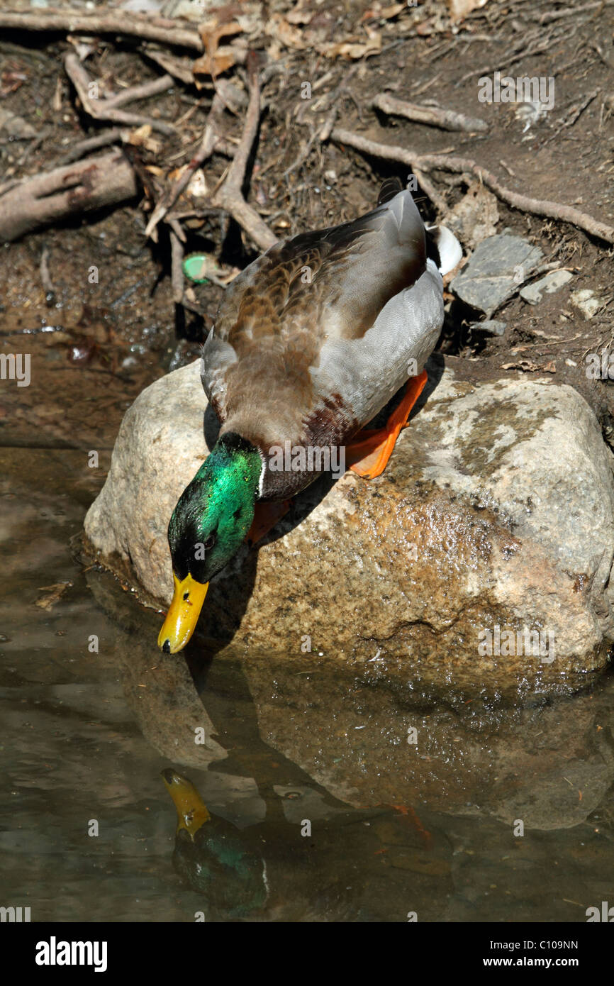 A male Mallard Duck, Anas platyrhynchos, preparing to enter the water. Paramus, New Jersey, USA Stock Photo
