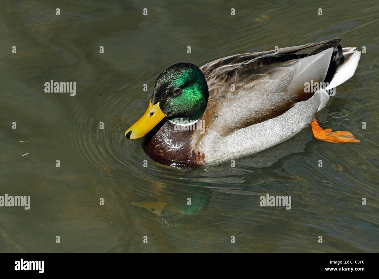 A male Mallard Duck, Anas platyrhynchos, swimming in a pond. Paramus, New Jersey, USA Stock Photo