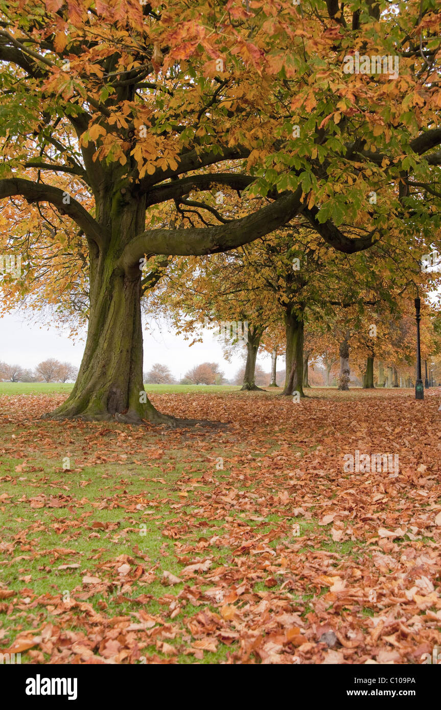 Tree avenue in scenic public landscaped parkland (colourful autumn foliage canopy & carpet of fallen leaves) - The Stray, Harrogate, England, GB, UK. Stock Photo