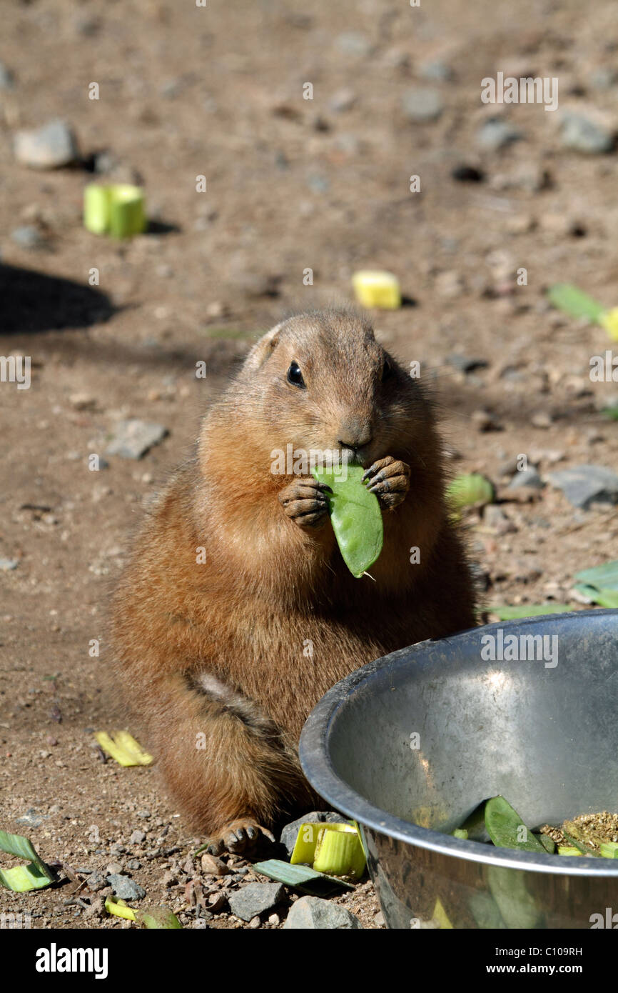 A Black-tailed Prairie Dog, Cynomys ludovicianus, standing and eating a pea pod. Bergen County Zoo, Paramus, New Jersey, USA Stock Photo