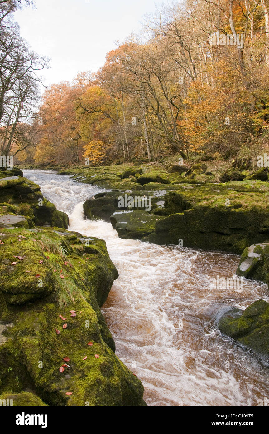 River Wharfe water flowing through The Strid, a narrow channel between boulders & woodland - scenic Bolton Abbey Estate, Yorkshire Dales, England, UK. Stock Photo