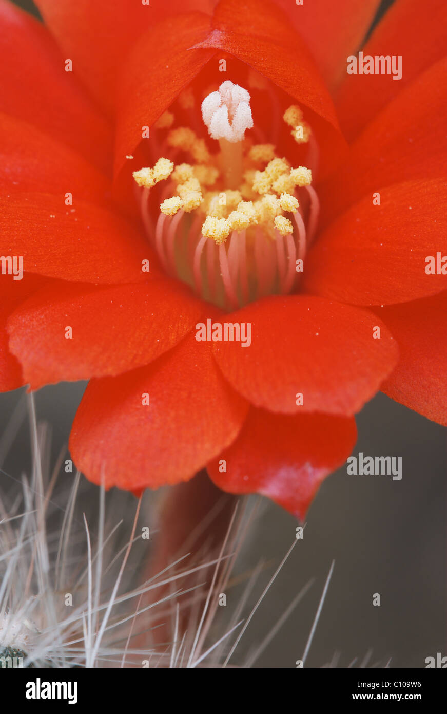 The opening of a red Rebutia flower Stock Photo