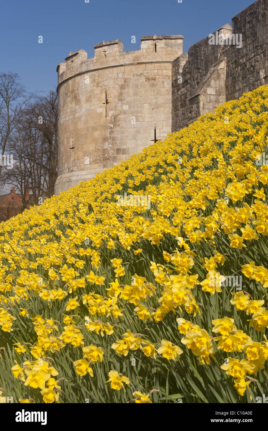 Daffodils in bloom on the embankment below York's city walls Stock