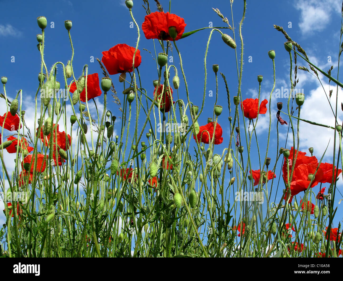 poppies against a blue sky Stock Photo - Alamy