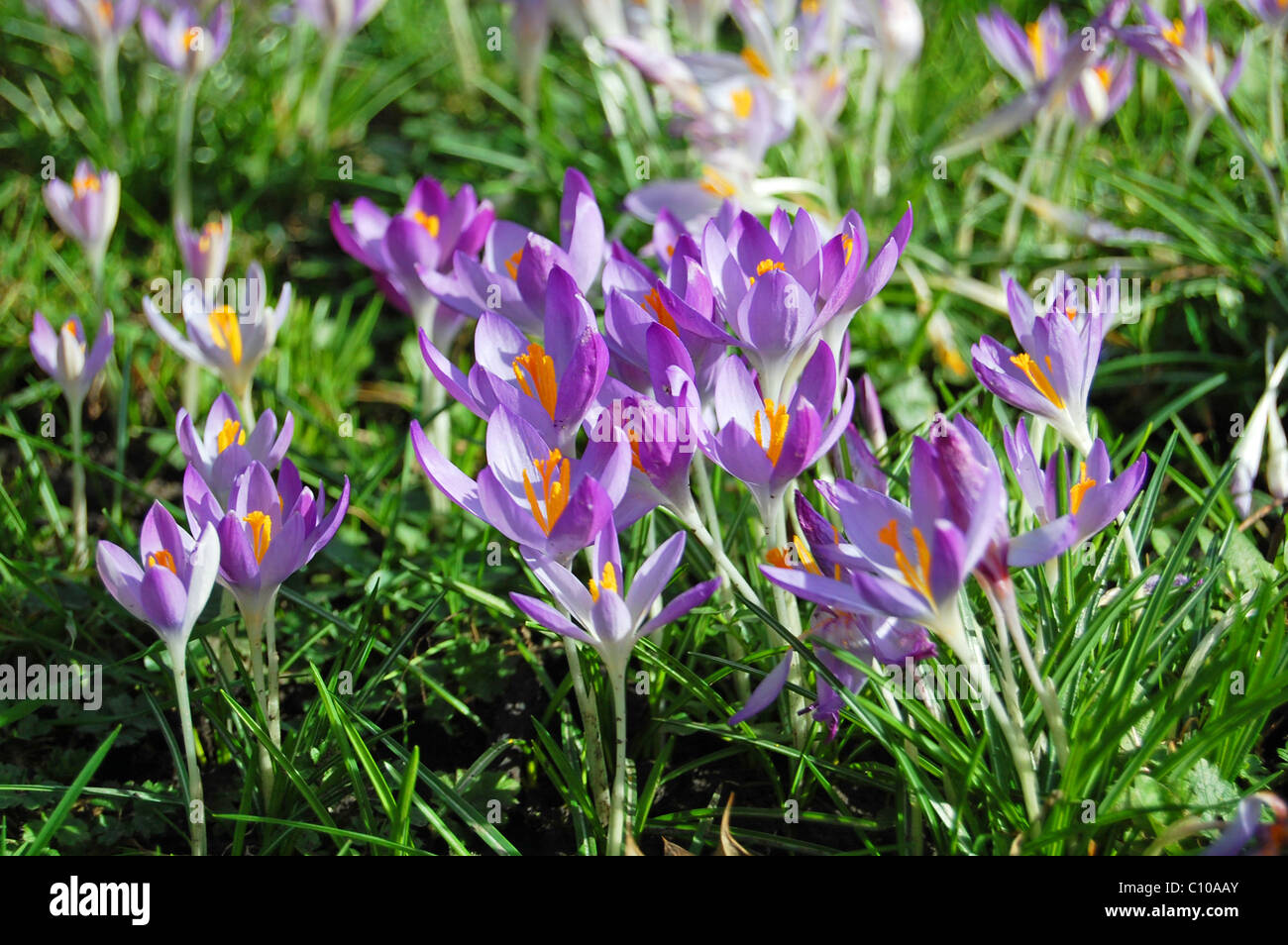wild crocus flowers in spring field Stock Photo