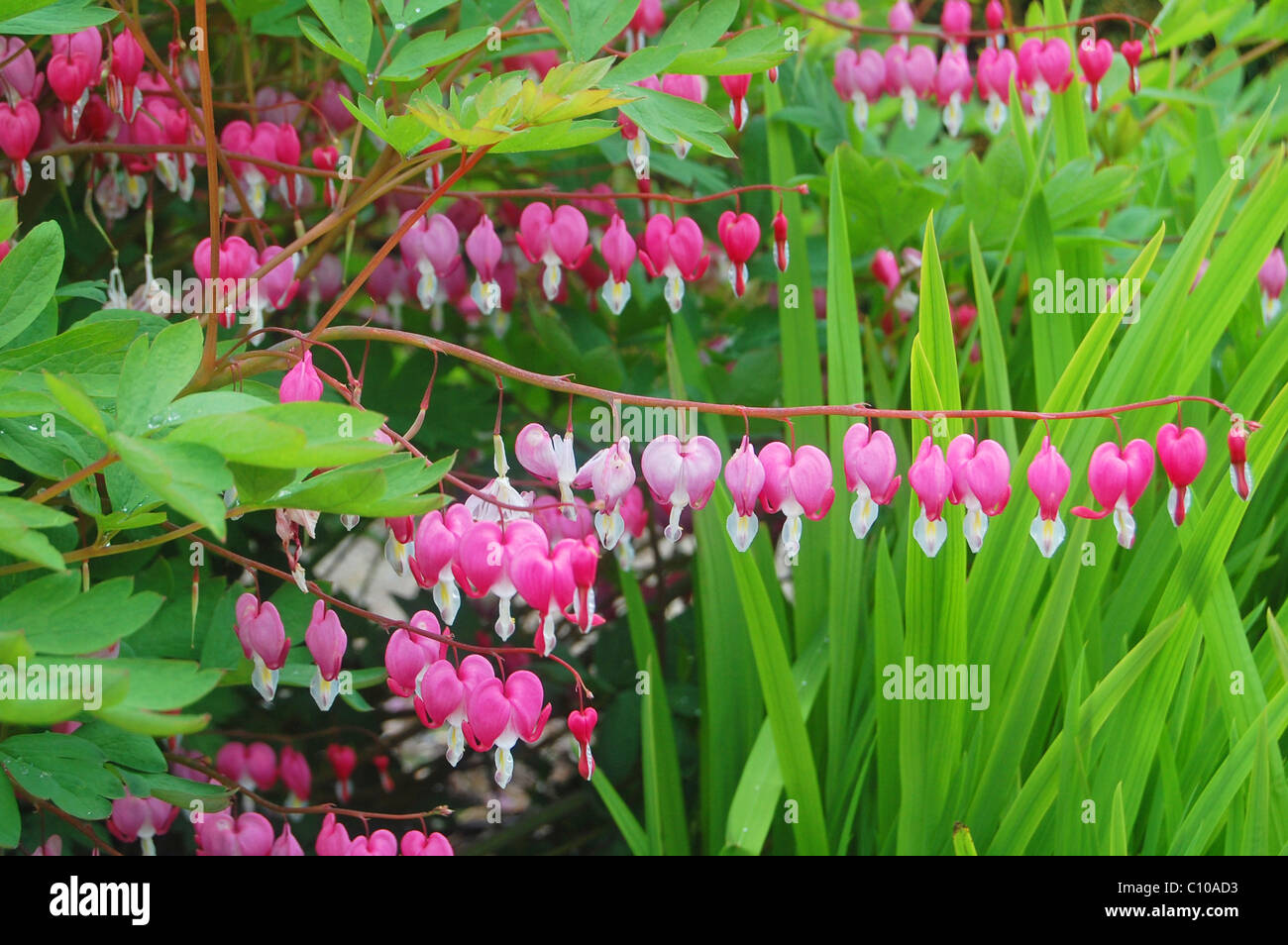 Rows Of Floral Bleeding Hearts In Garden Stock Photo - Alamy