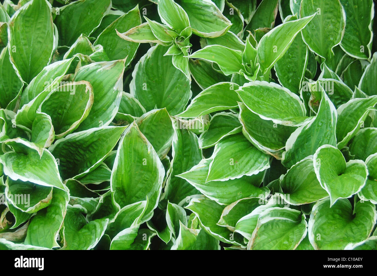 green hosta leaves in close up Stock Photo