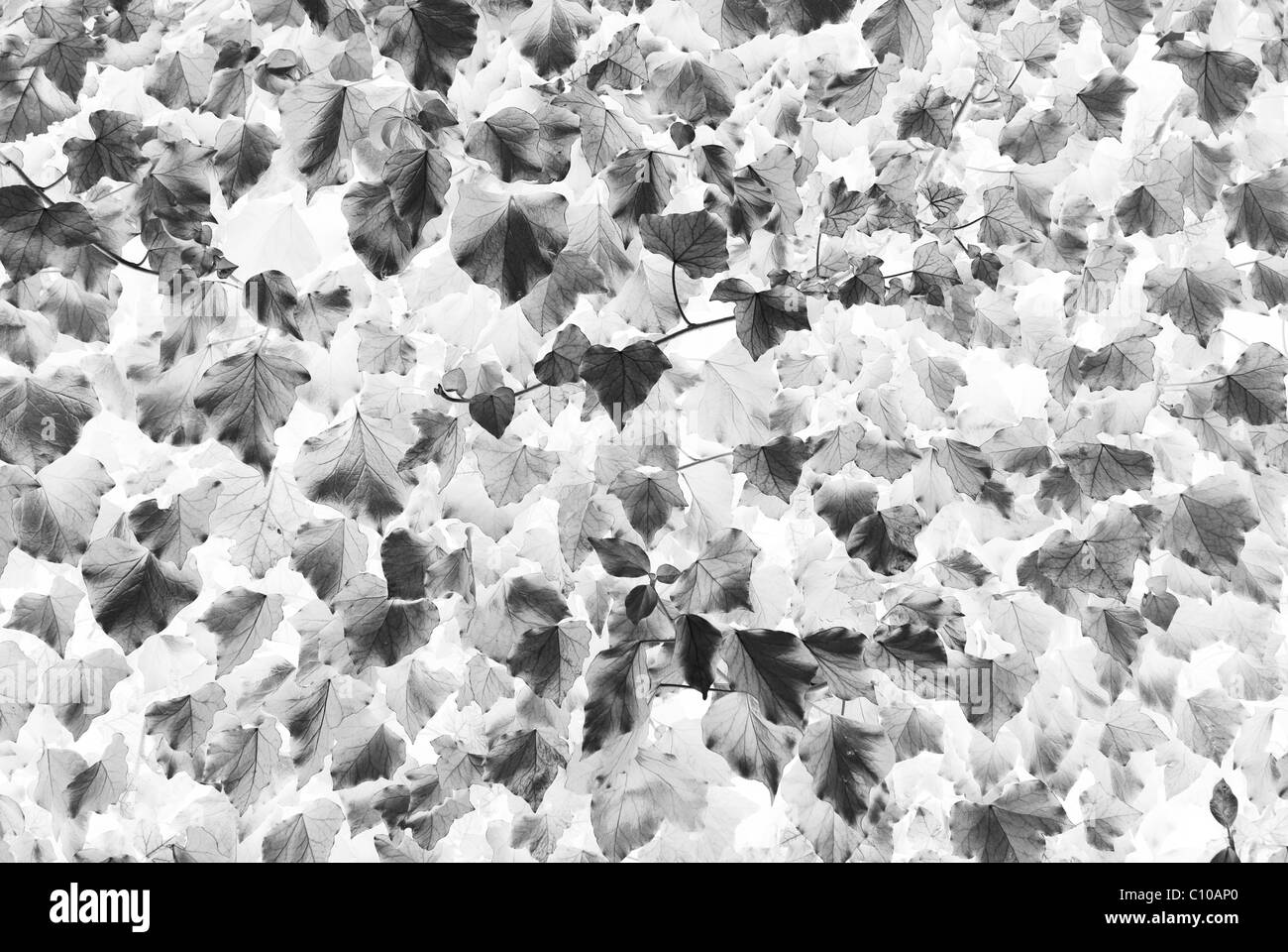 Grungy black-white leaves background Stock Photo