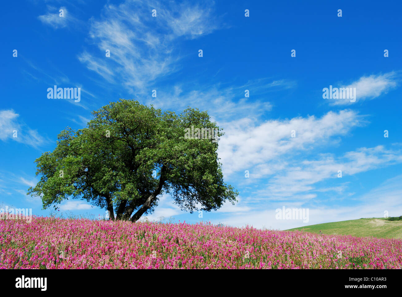 Large oak tree in flowered springtime field under blue sky Stock Photo