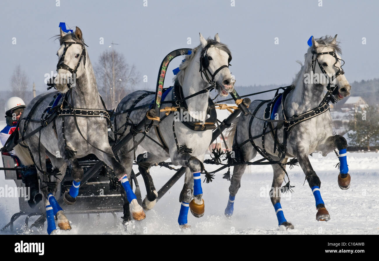 Troika. The race of grey horses in Russia in the winter in a sunny day. Stock Photo