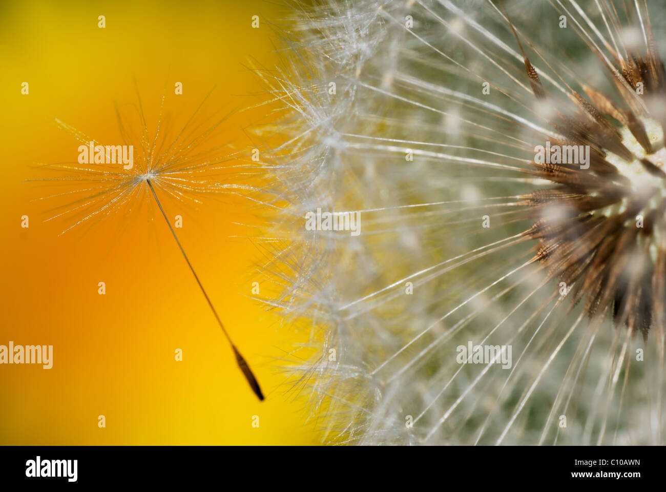 Detail of dandelion seed leaving the head Stock Photo