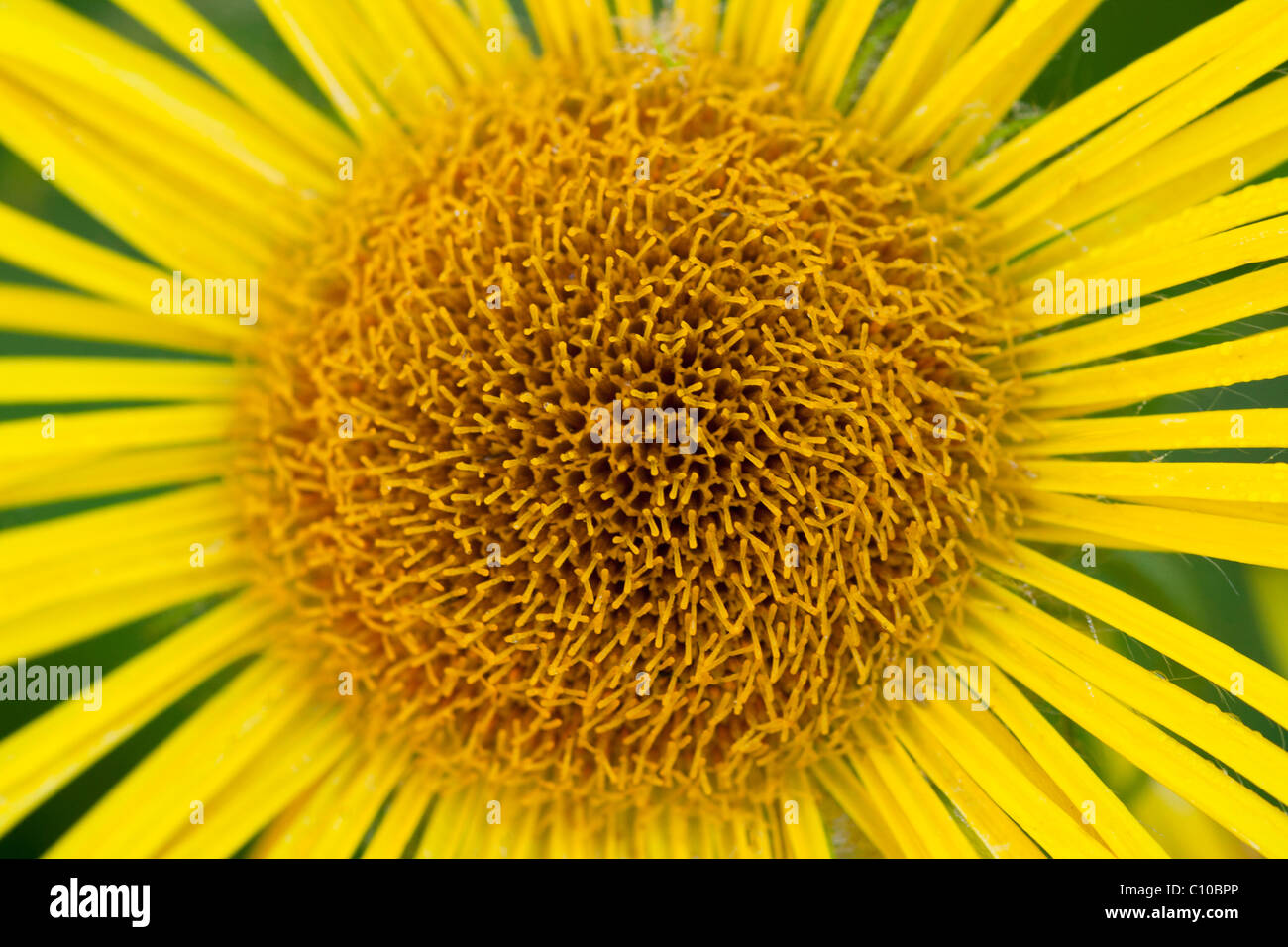 yellow daisy flower Stock Photo