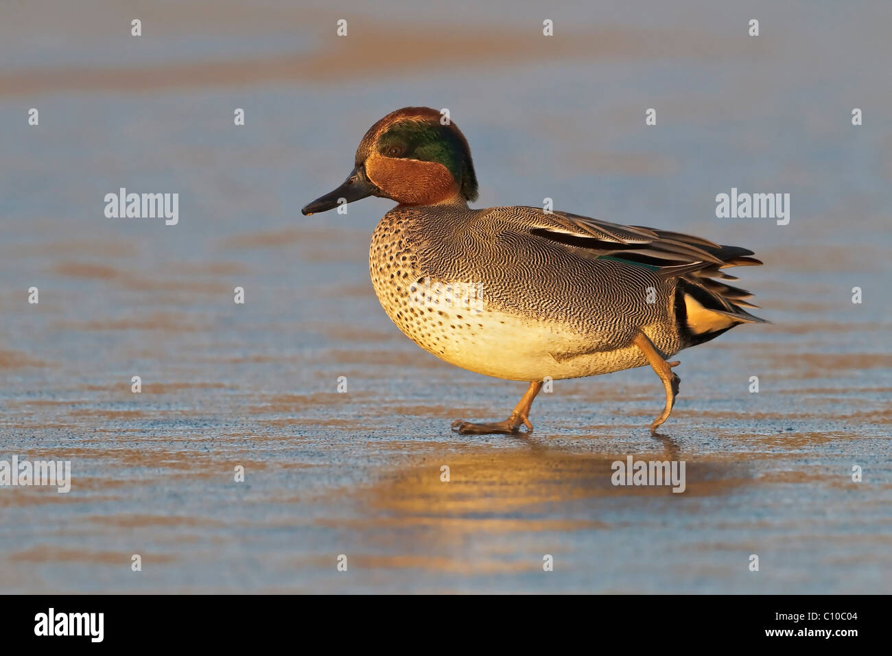 Drake Teal walking across an ice covered pool Stock Photo