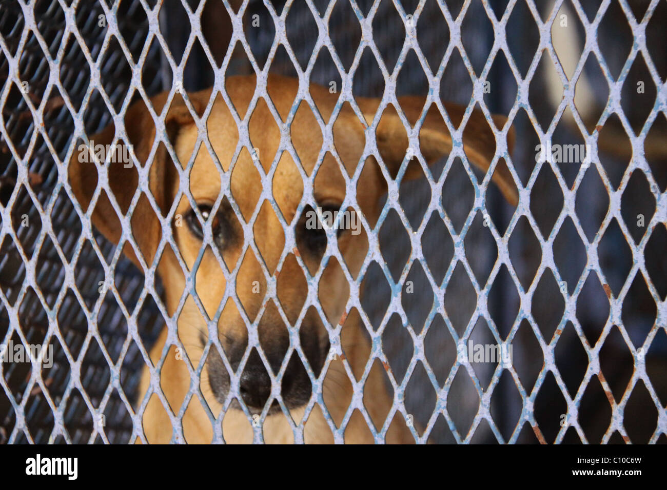 Caged Dog in Jamaica Stock Photo Alamy