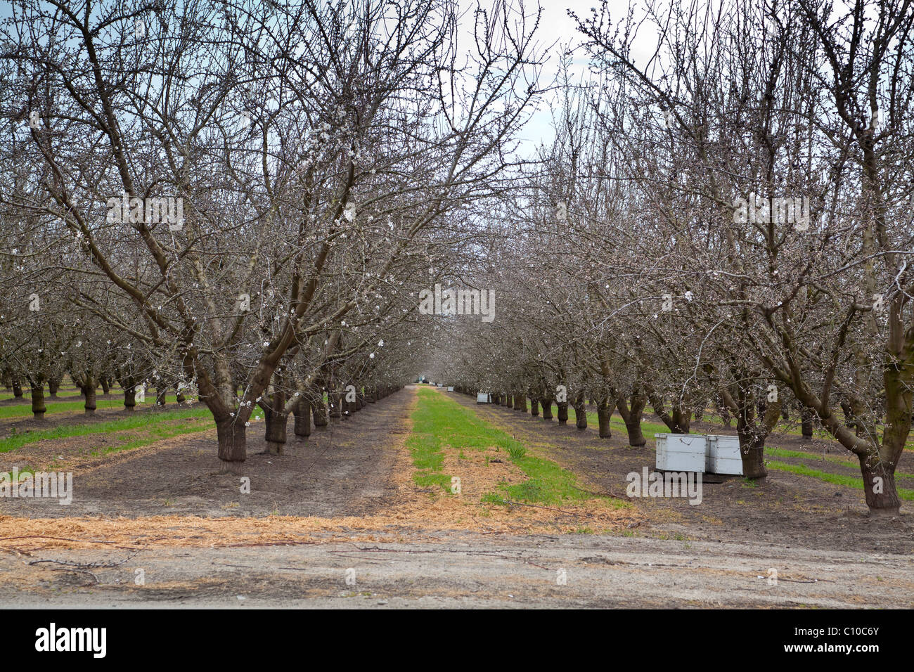 Almond Trees Blossoming In California S Central Valley Stock Photo Alamy