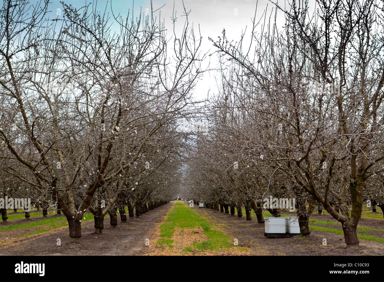 Bee hives in orchard hi-res stock photography and images - Alamy