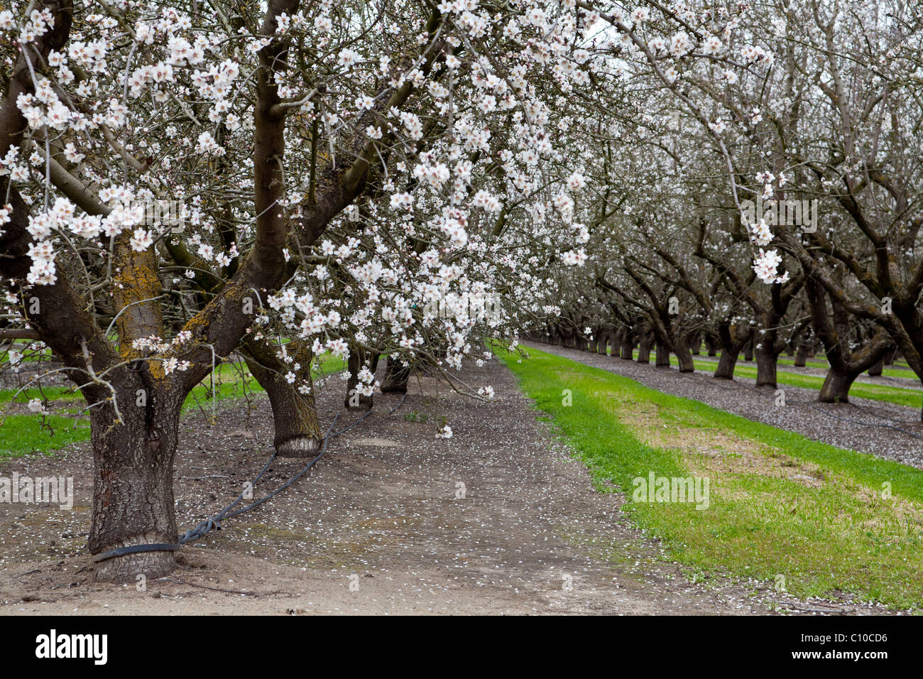 Almond trees blossoming in California's Central Valley ...