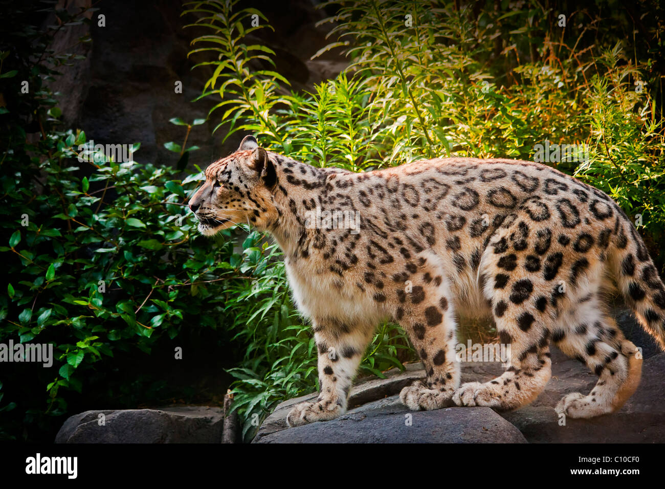 SNOW LEOPARD BODY PROFILE WALKING ON ROCKS WITH GREEN LEAVES IN BACKGROUND Stock Photo