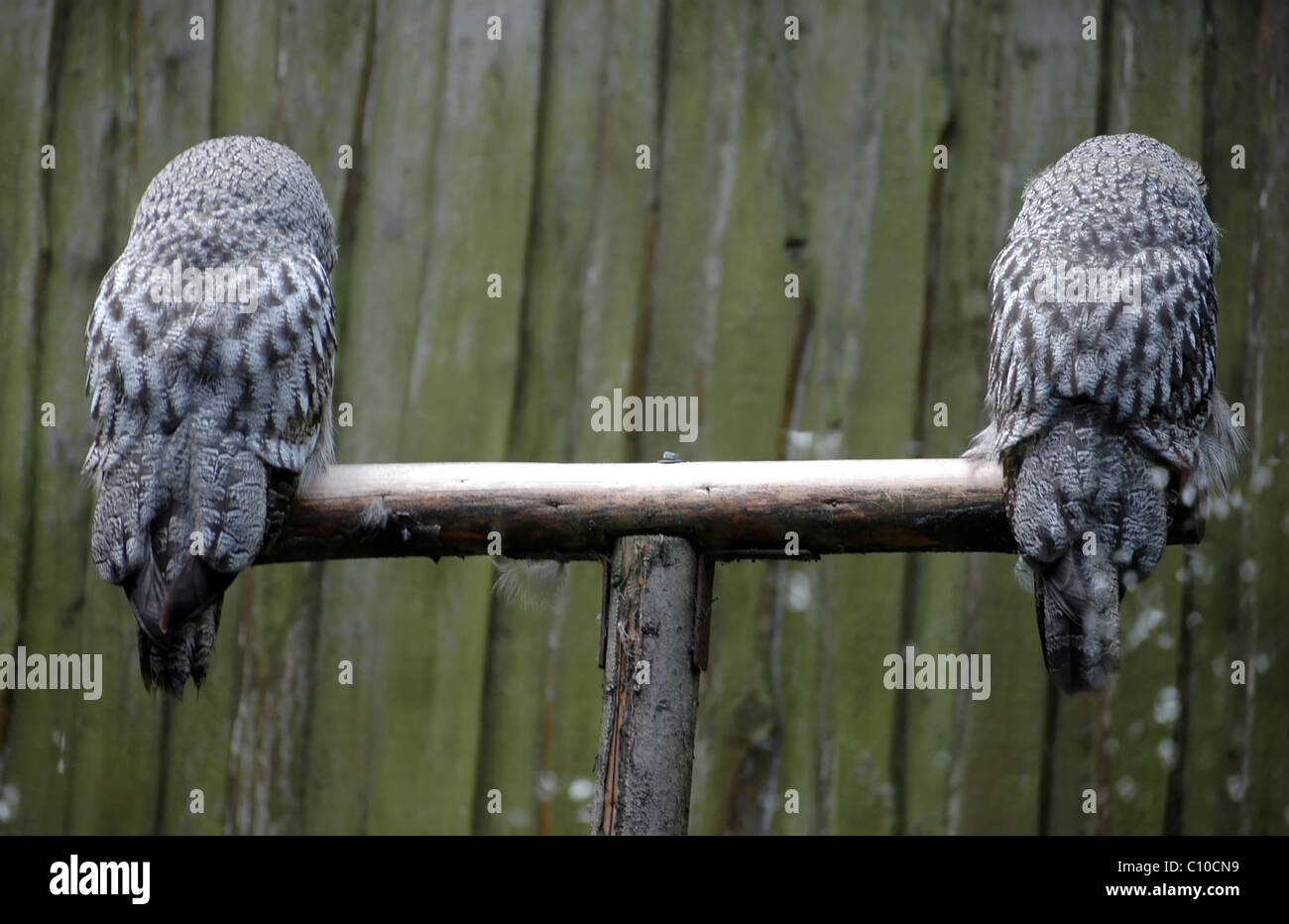 Two Great Horned Owl, Bubo Virginianus Subarcticus, from backside Stock Photo