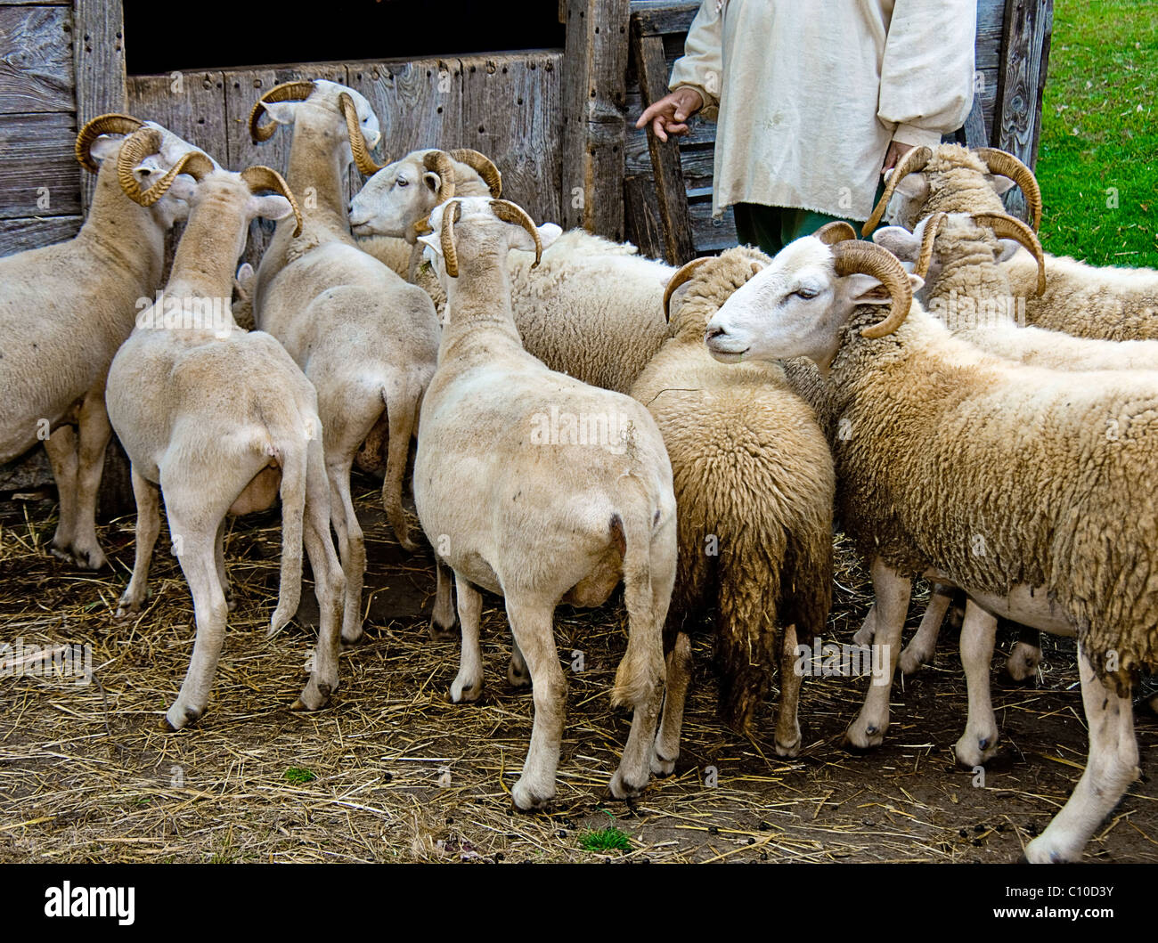SEVERAL SHEEP BEING HERDED INTO BARN BY CARETAKER DRESSED IN AMERICAN