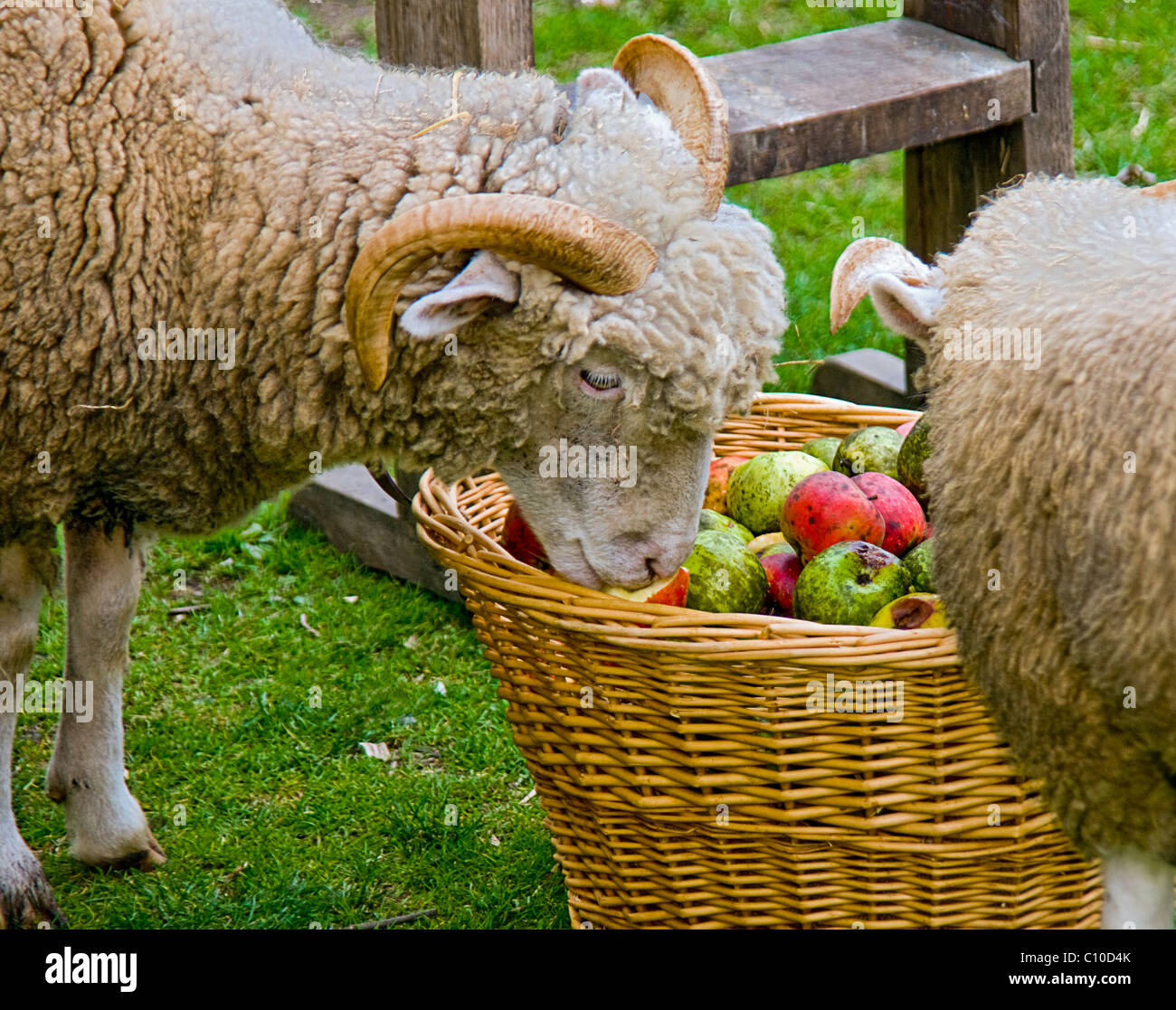 TWO SHEEP EATING APPLES FROM A WICKER BASKET Stock Photo Alamy