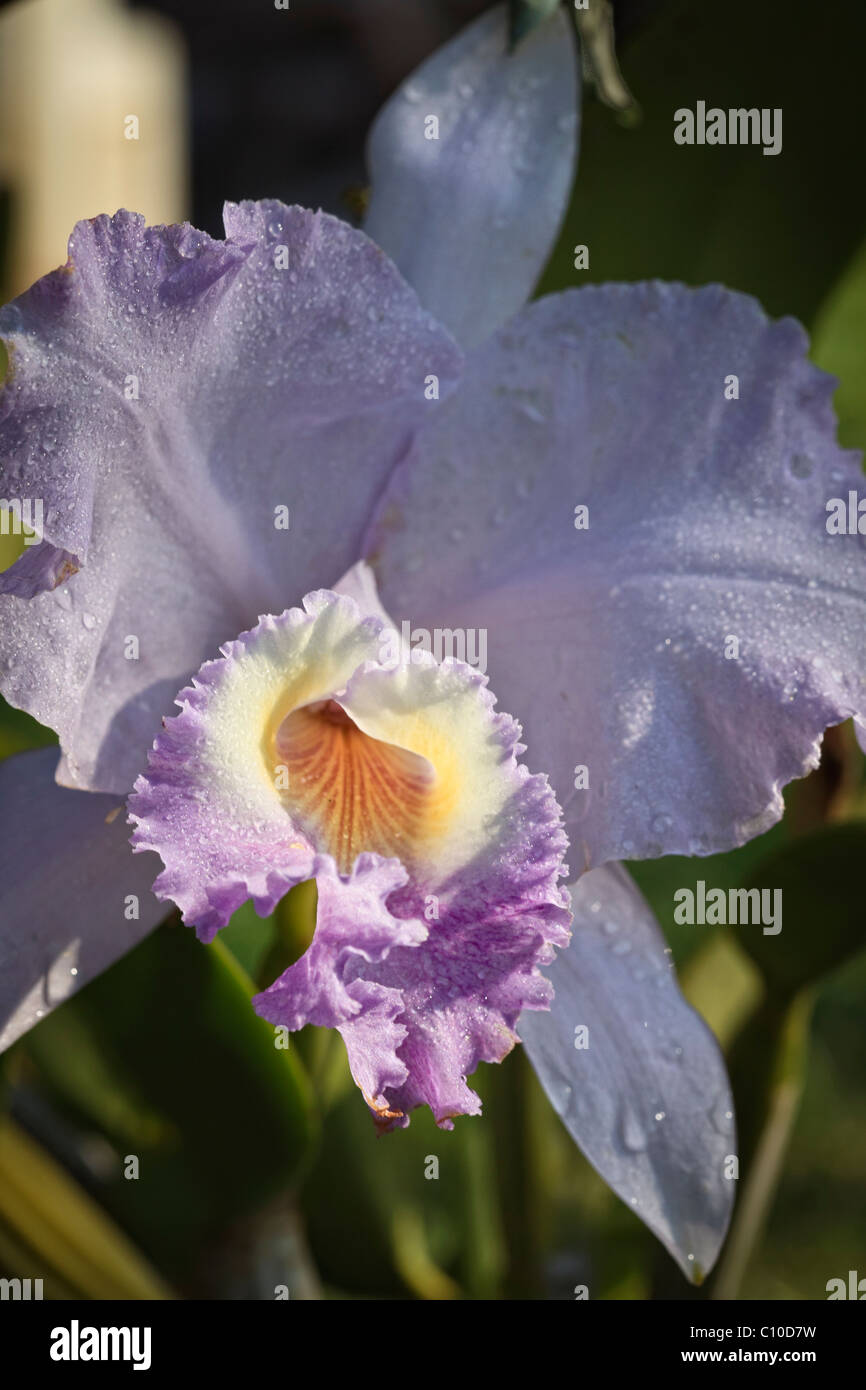 Close up of rare blue Cattleya lueddemannina coerulea orchid in Hawaii. Stock Photo
