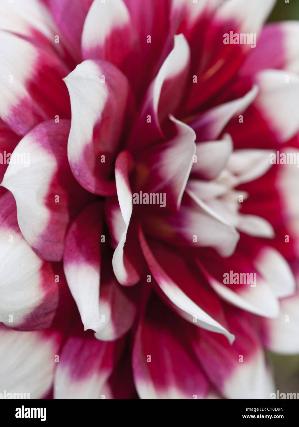 Decorative pink white dahlia flower hi-res stock photography and images ...