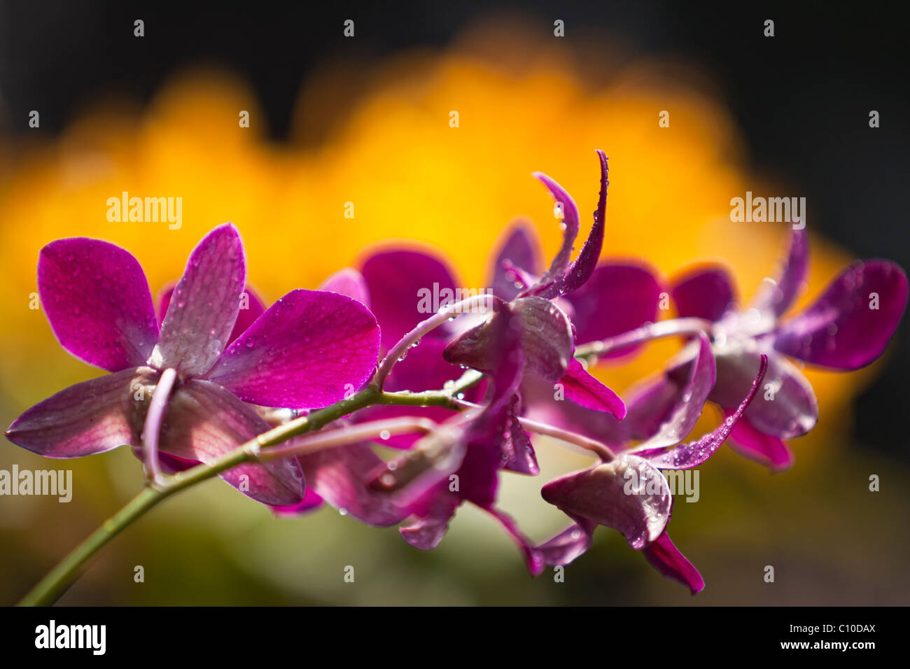 Photo of yellow and maroon Cattleya orchid in Hawaii using selective focus. Stock Photo
