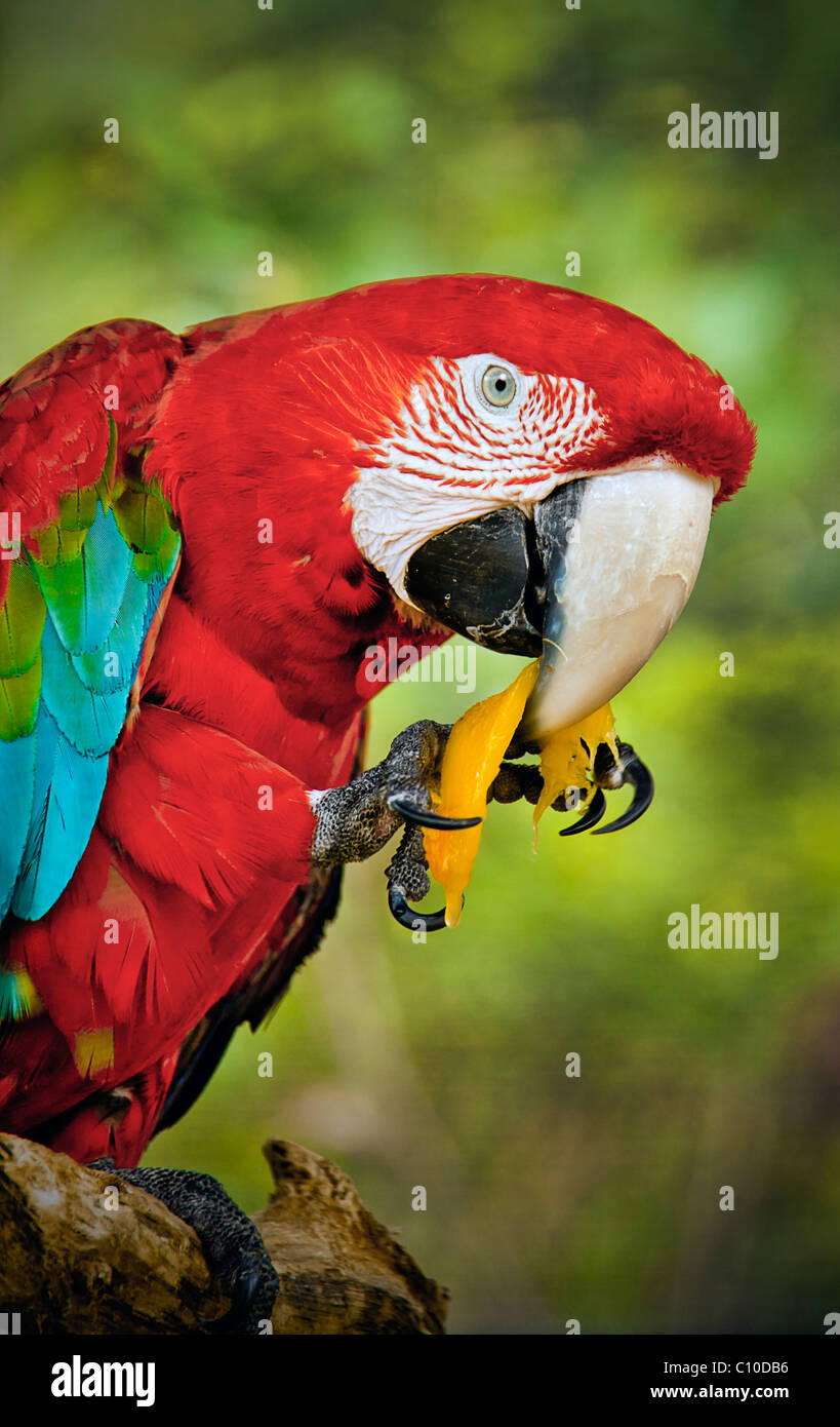 PARROT EATING YELLOW FRUIT WITH ITS LEG Stock Photo Alamy