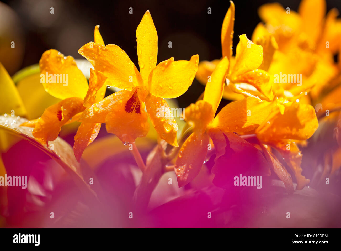 Photo of yellow and maroon Cattleya orchid in Hawaii using selective focus. Stock Photo