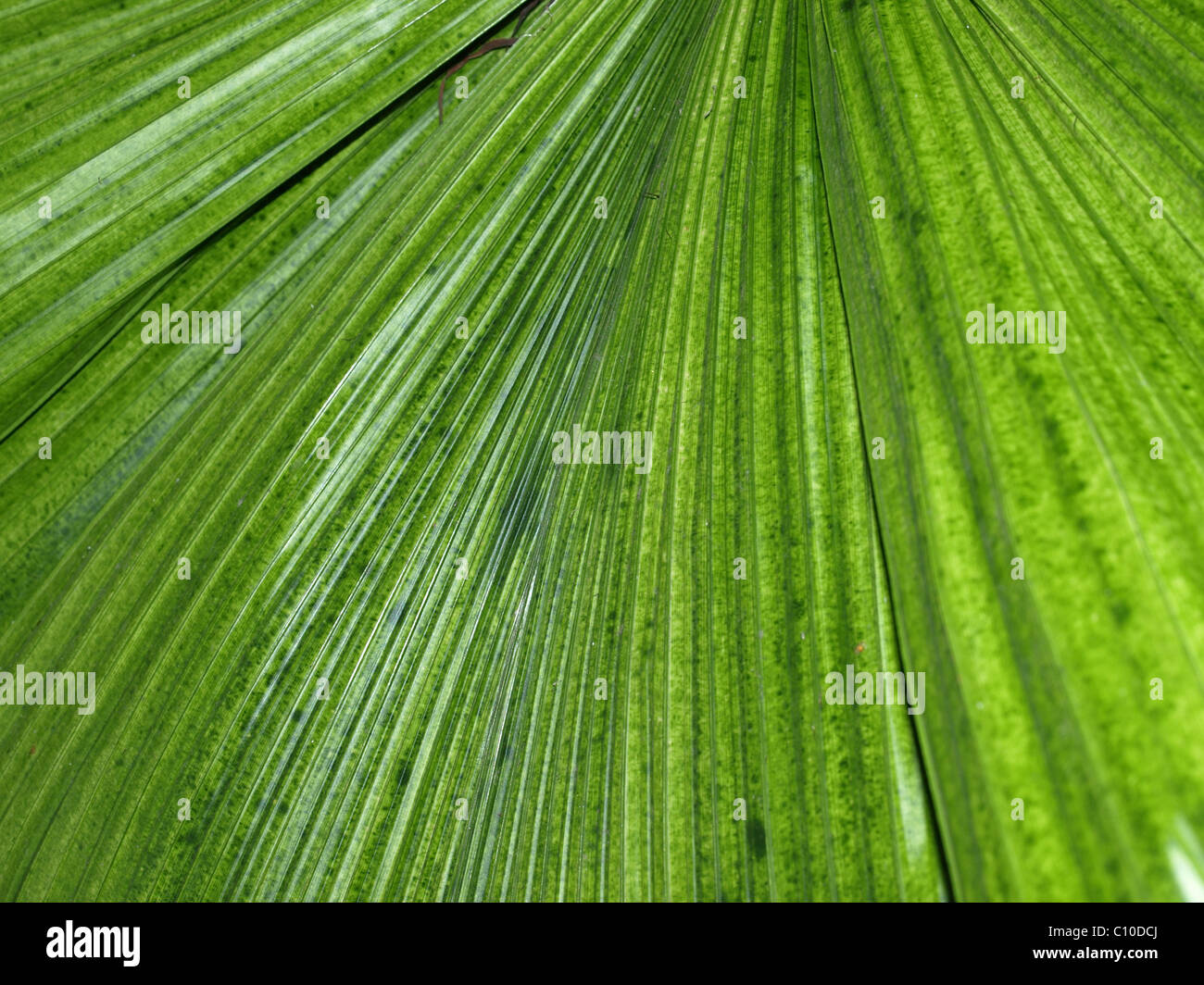 green sheet background Stock Photo Alamy