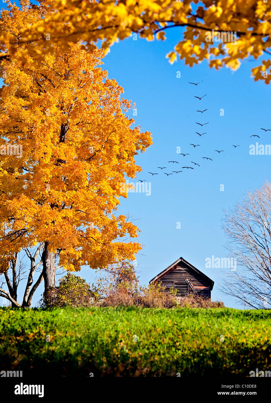 PASTORAL AUTUMN FALL SCENE WITH GOLD LEAVES, CABIN AND BIRDS FLYING IN FORMATION Stock Photo