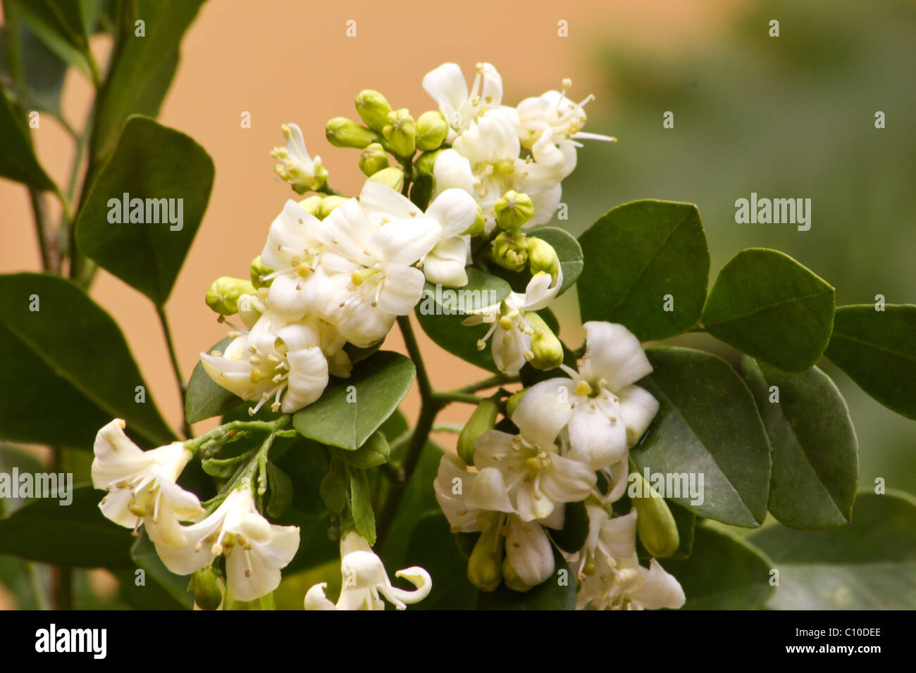 Orange jasmine plant in bloom Stock Photo Alamy