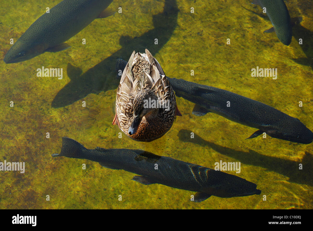 Mallard hen swims above Steelhead Trout. Stock Photo