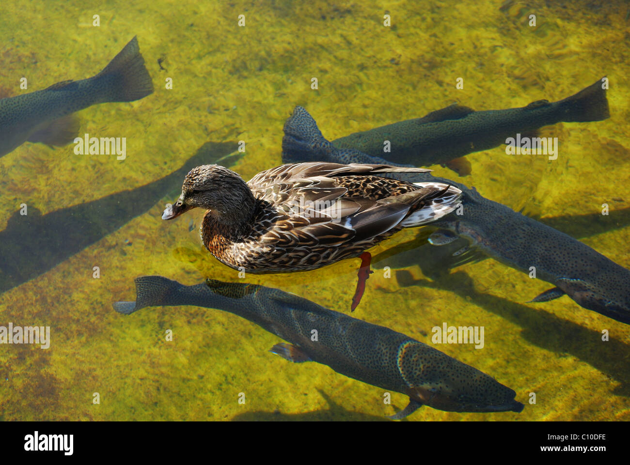 Mallard hen swims above steelhead trout at fish hatchery. Stock Photo