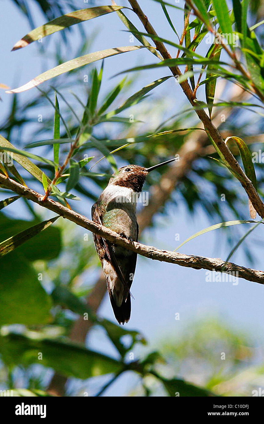 Thin beak hires stock photography and images Alamy