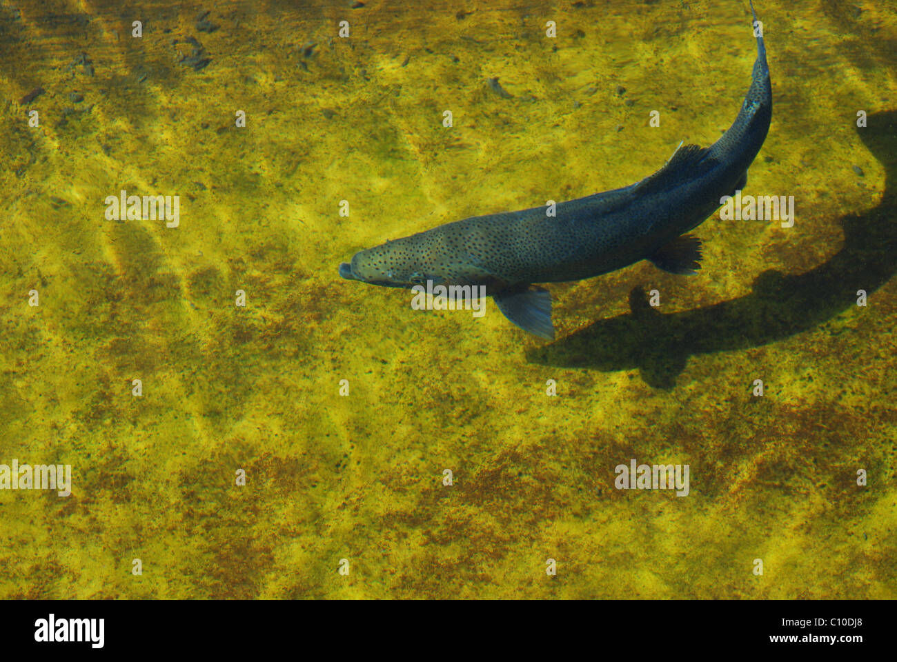 Steelhead trout swimming in managed hatchery waters. Stock Photo
