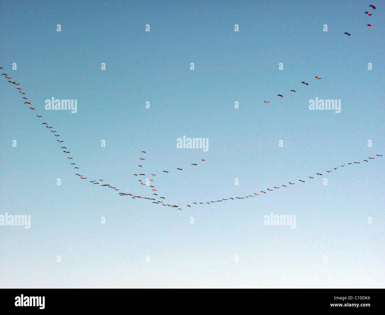 Migrating wild geese in the winter sky - Scotland - UK Stock Photo - Alamy