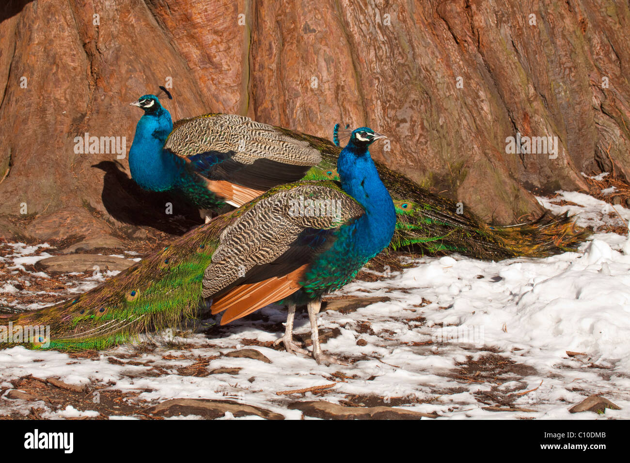 Male Peacocks In Snow With Sequoia Tree Background Victoria British Columbia Canada