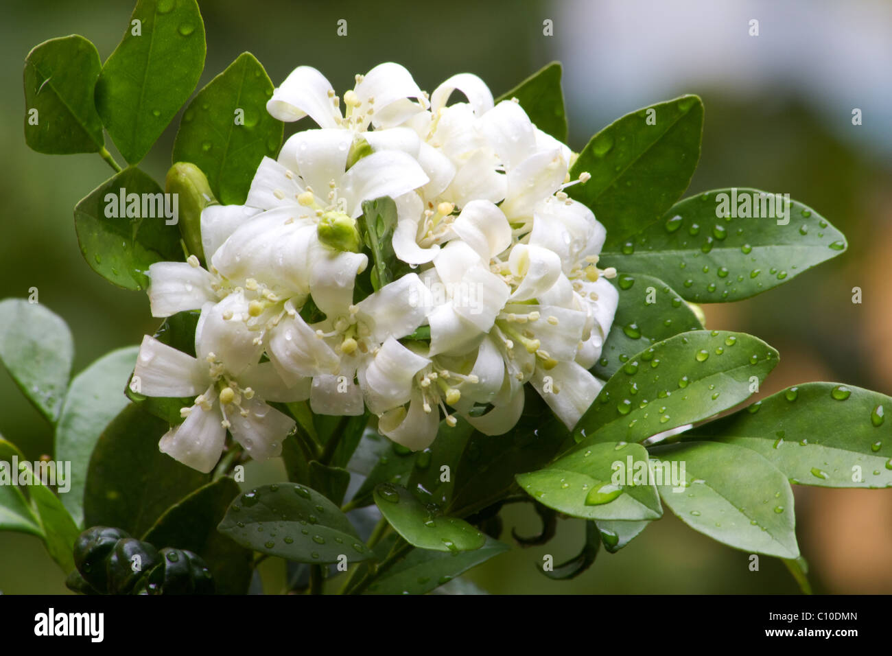 Orange jasmine plant in bloom Stock Photo Alamy