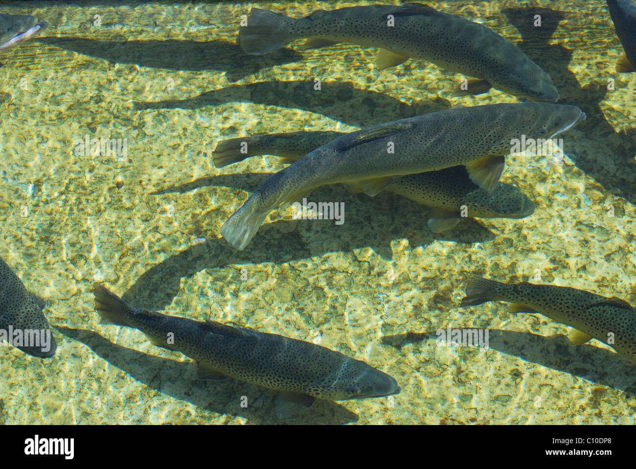 4 year old Rainbow Trout swim in hatchery that supplies fish to streams and Lakes of the Finger Lakes Region. Stock Photo