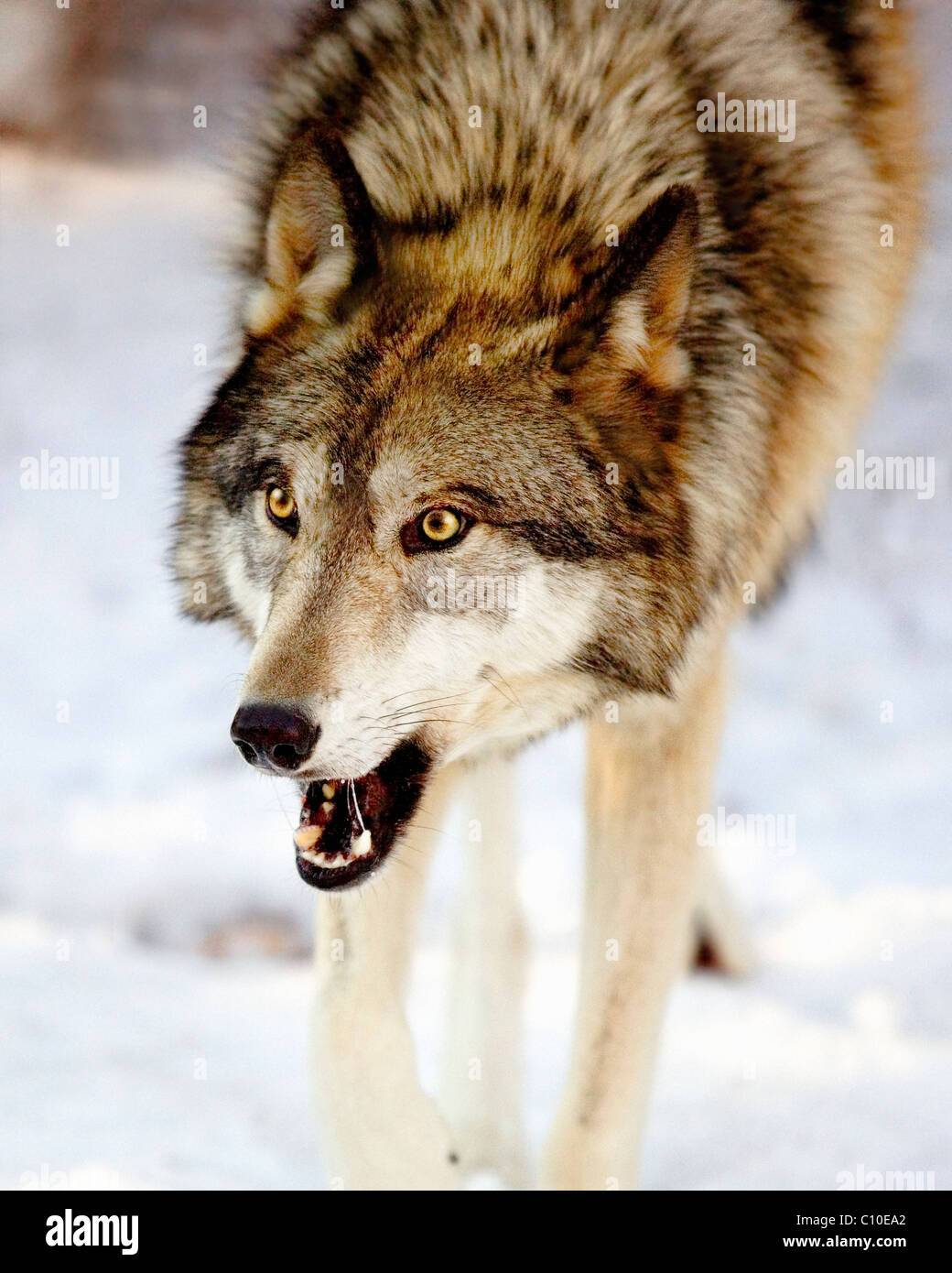 WOLF CLOSEUP LOOKING FIERCE WITH JAWS OPEN Stock Photo