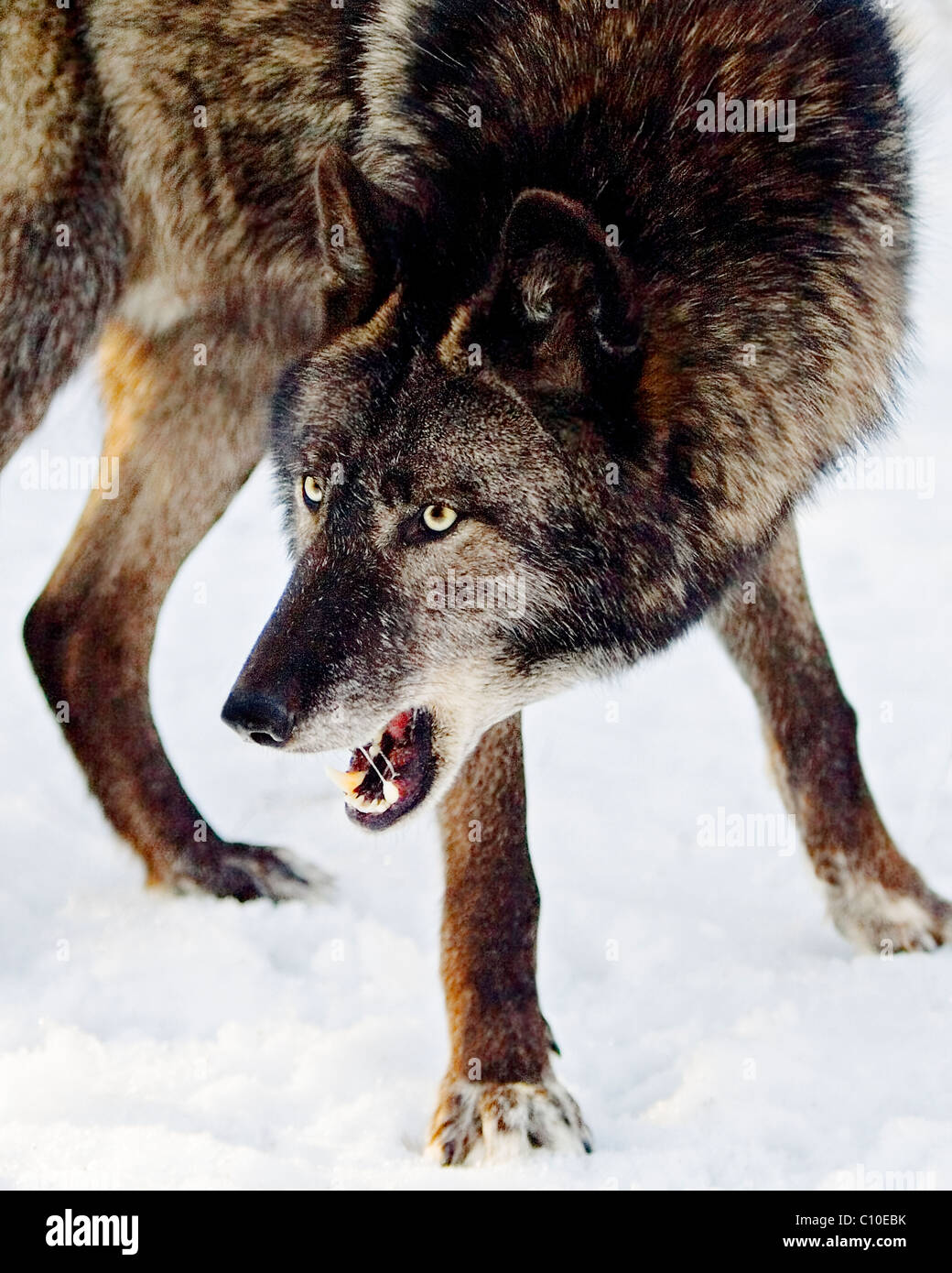 WOLF, BLACK SNARLING Stock Photo