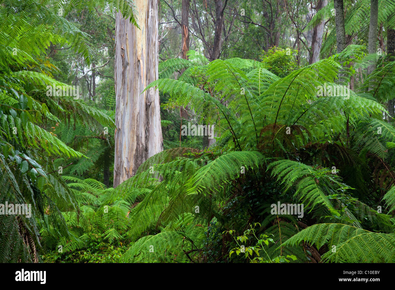 tree fern forest , Gibraltar Range National Park, New South Wales, Australia Stock Photo