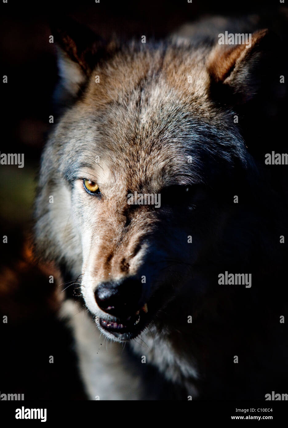 WOLF, BROWN, SNARLING Stock Photo