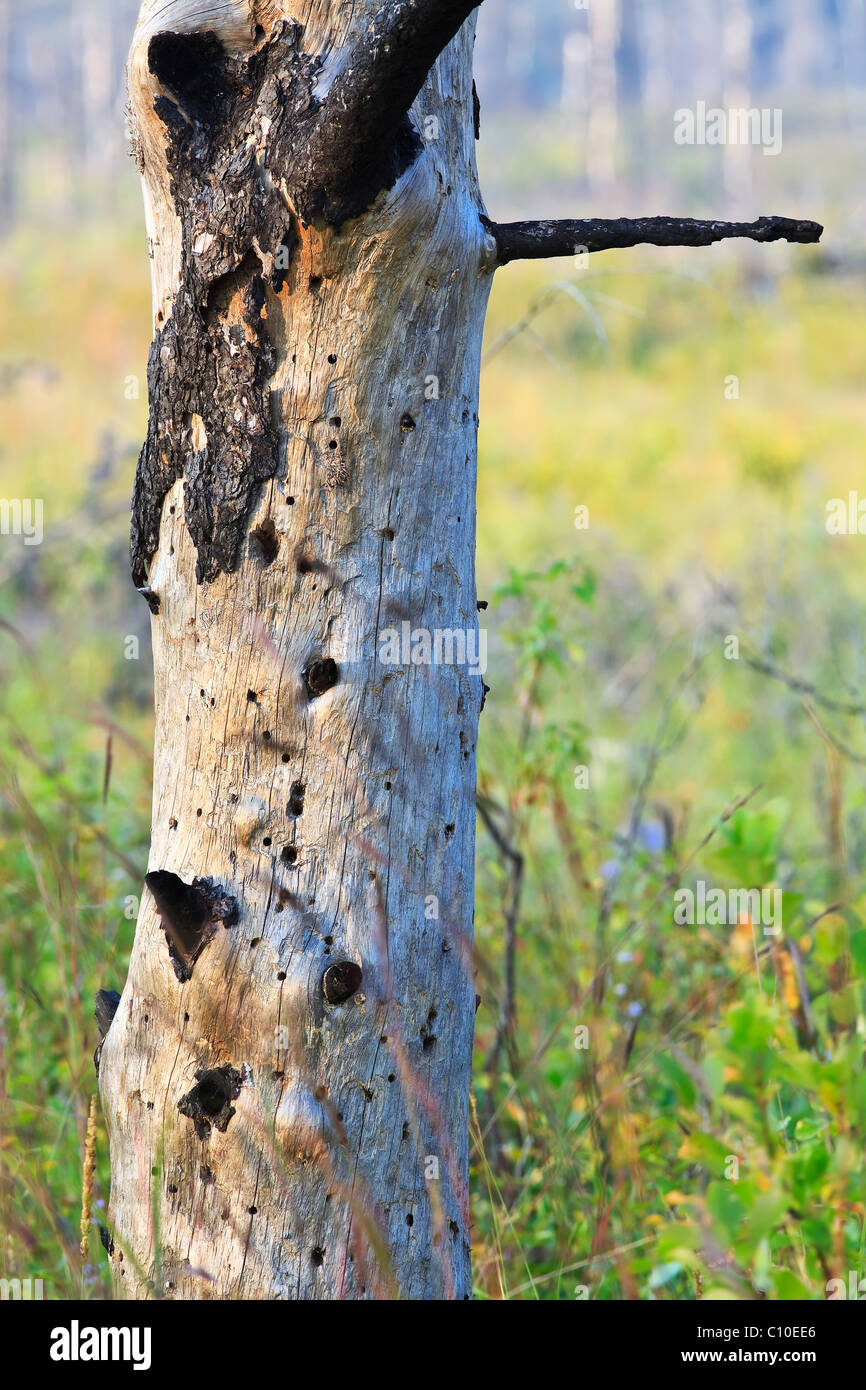 Close up of a burnt tree trunk from the May, 2008 Sandilands Provincial