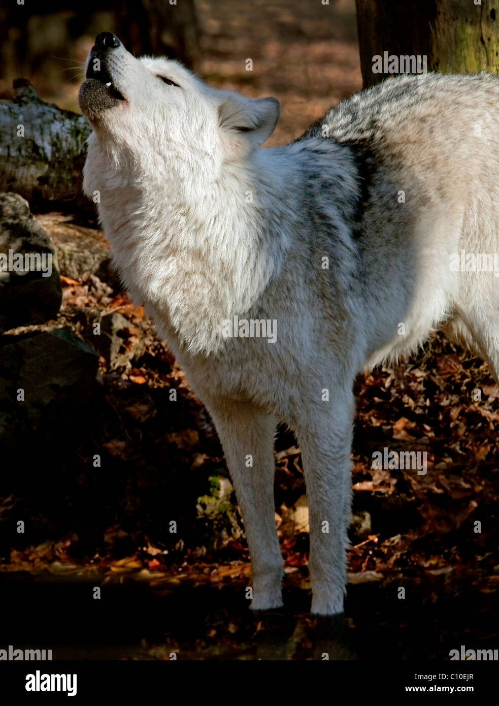 White wolf in water hi-res stock photography and images - Alamy